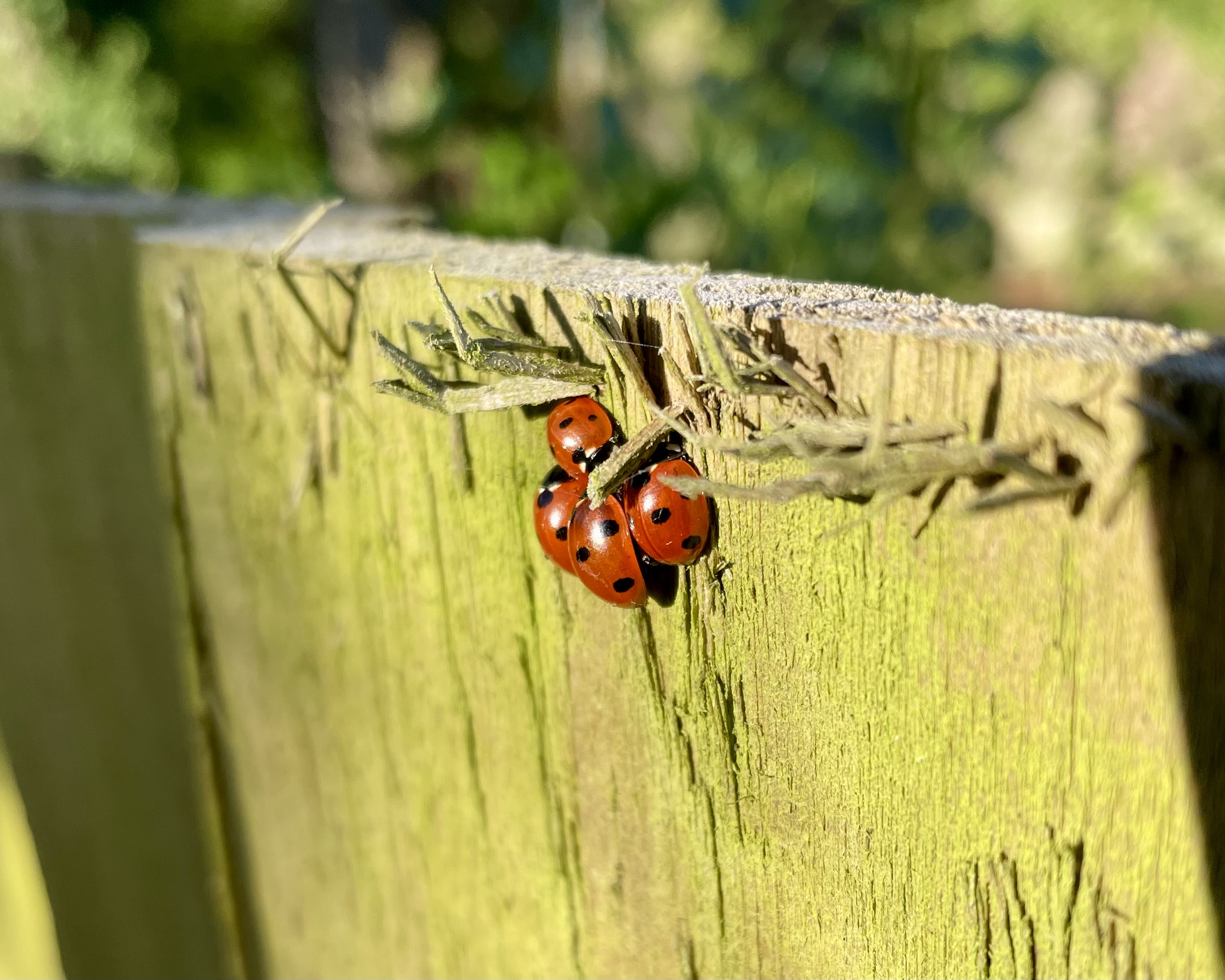 Ladybirds hibernating on a wooden fence